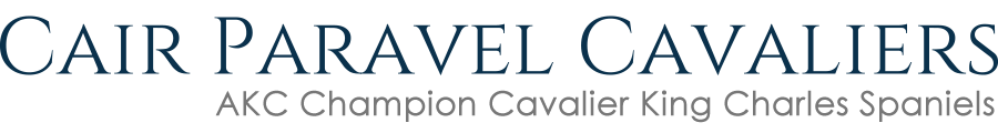 Cair Paravel Cavaliers - Cavalier King Charles Spaniels in Texas