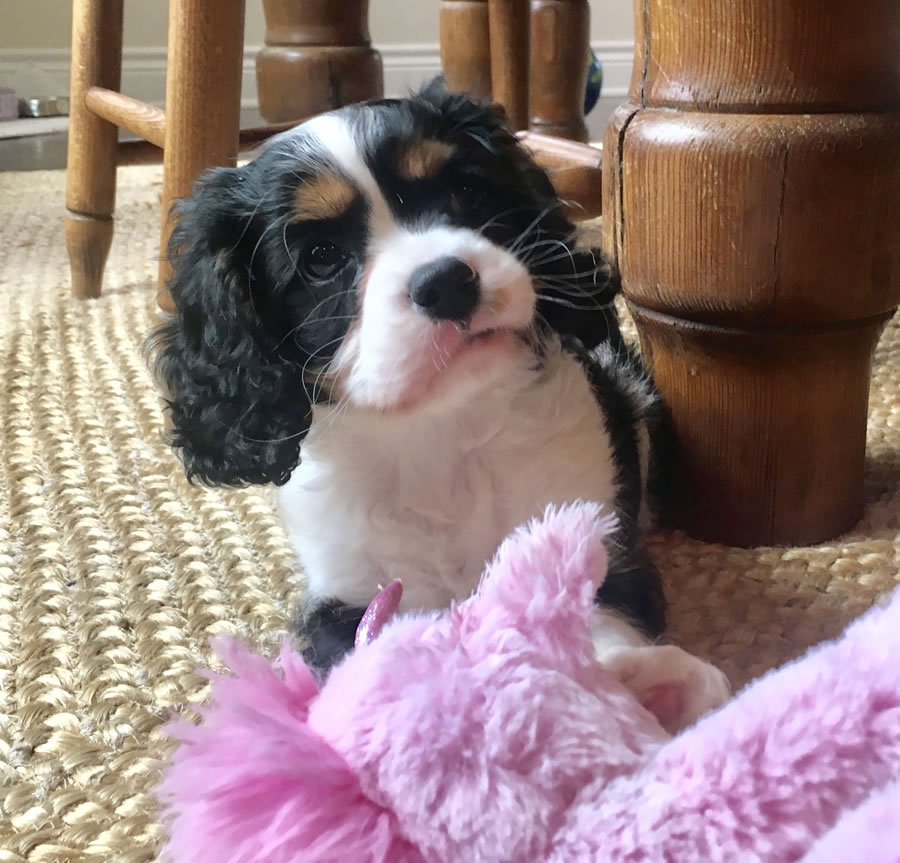 Contact AKC Champion Cavalier King Charles Spaniels