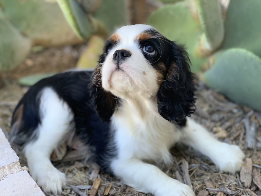 Cavaliers - FAQ