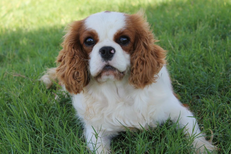Females AKC Champion Cavalier King Charles Spaniels