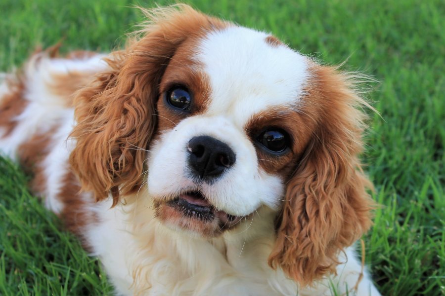 Females AKC Champion Cavalier King Charles Spaniels