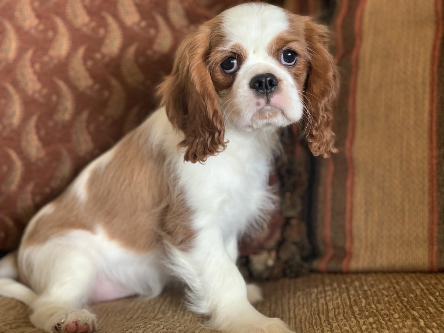 Nursery AKC Champion Cavalier King Charles Spaniels