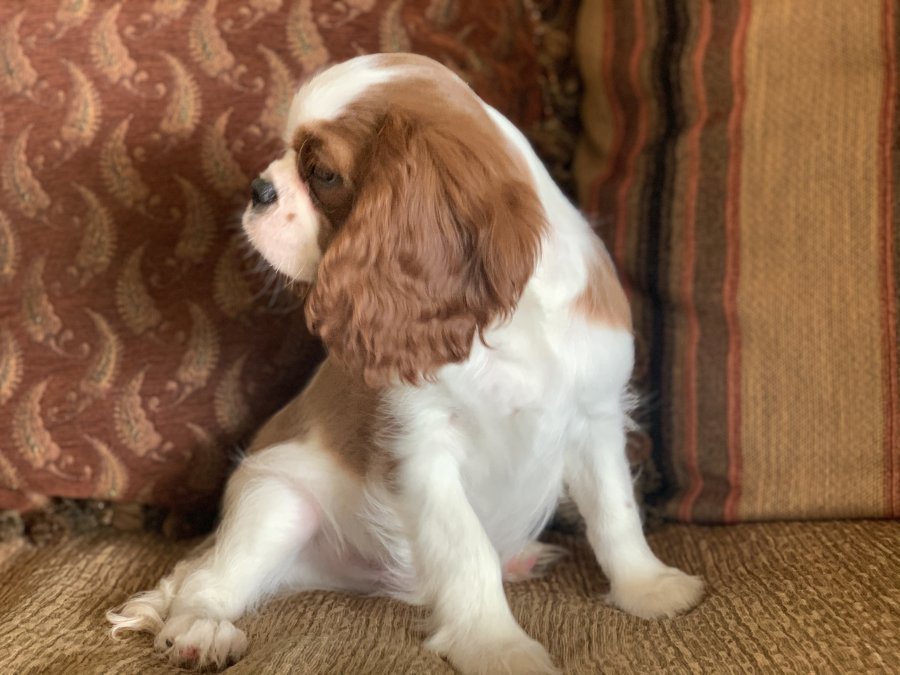 Nursery AKC Champion Cavalier King Charles Spaniels