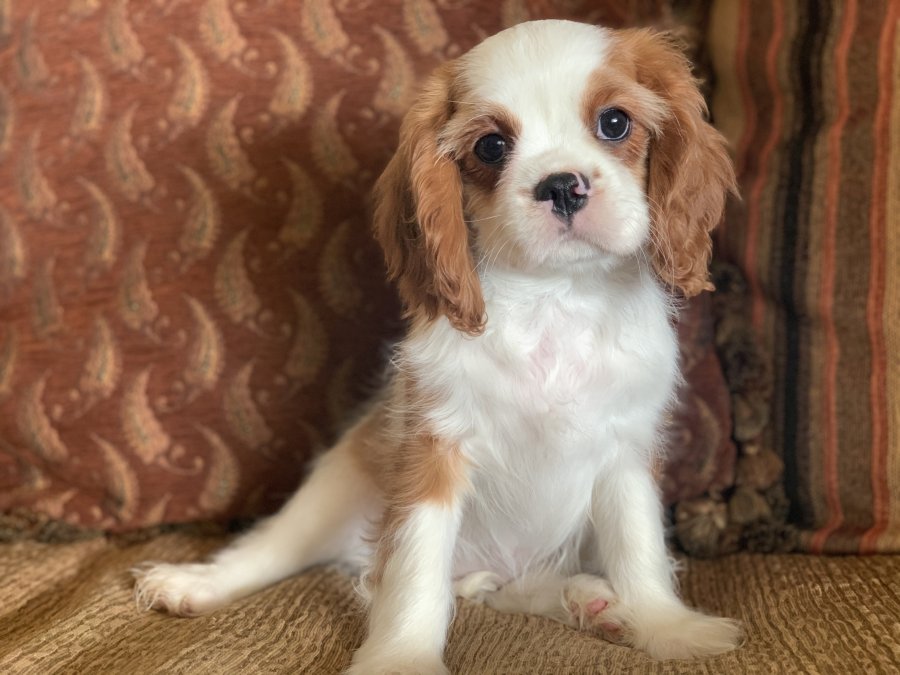 Nursery AKC Champion Cavalier King Charles Spaniels
