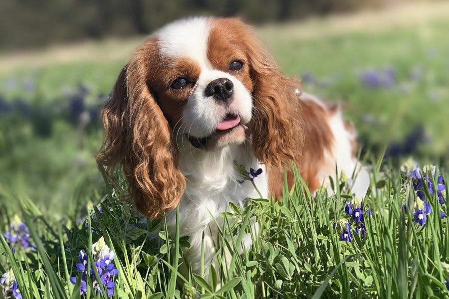 Akc cavalier king sales charles