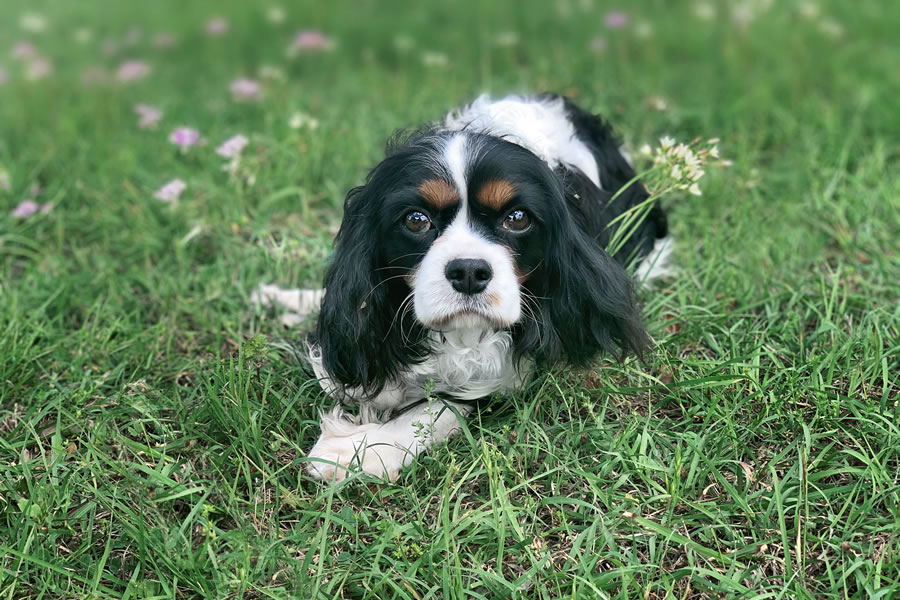 Females AKC Champion Cavalier King Charles Spaniels