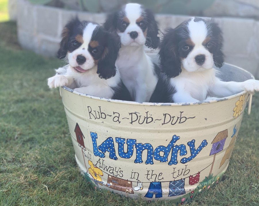 cavalier visiting policy
