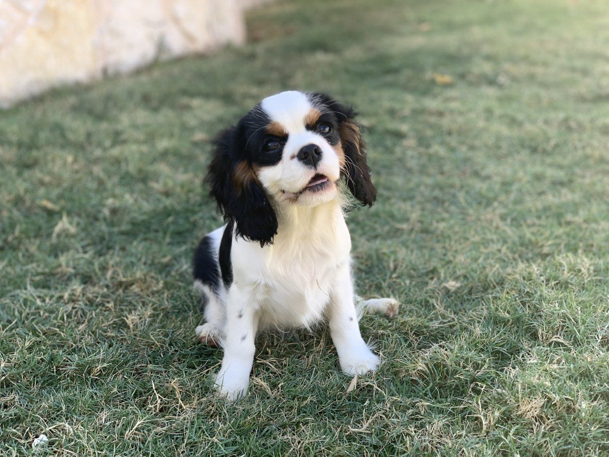 How It All Began AKC Champion Cavalier King Charles